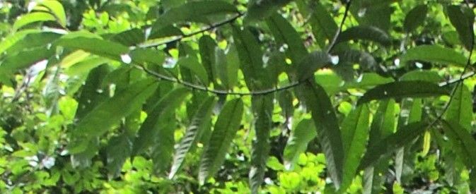 Knema scortechinii leaf