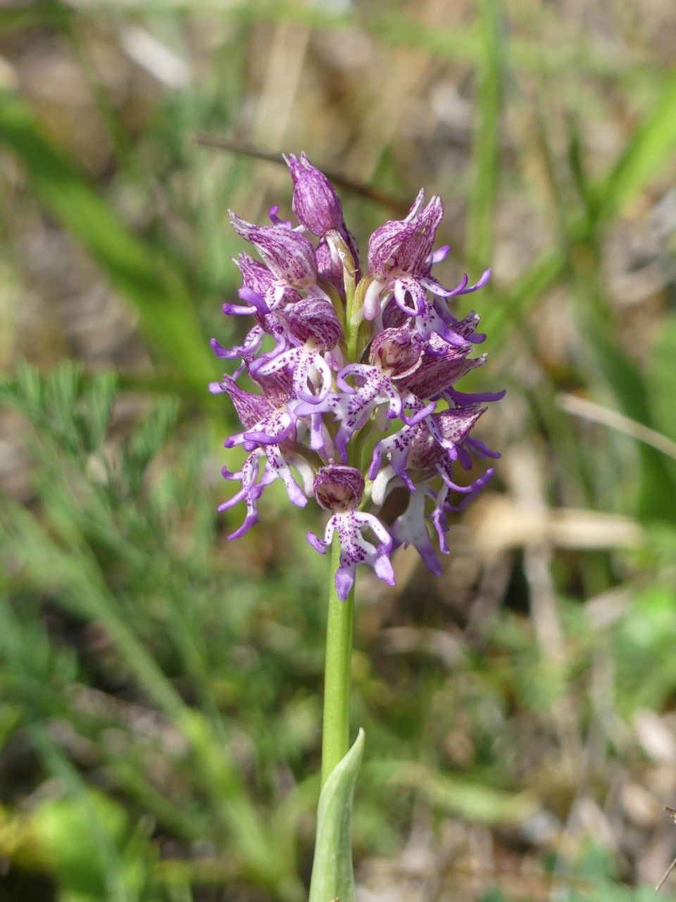 Orchis x angusticruris flower