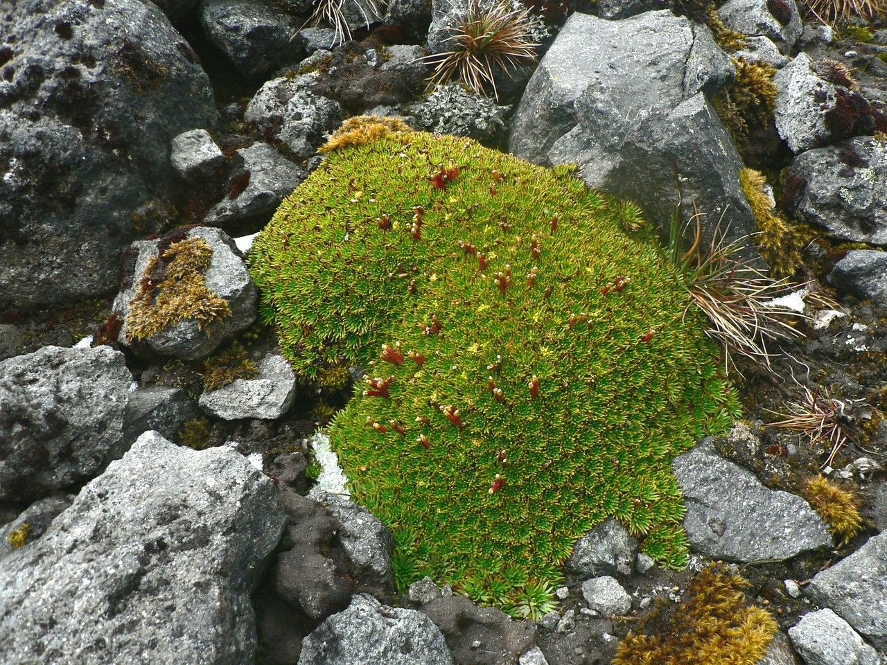 Azorella corymbosa — related species from the same genus