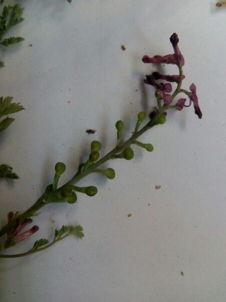 Fumaria reuteri fruit