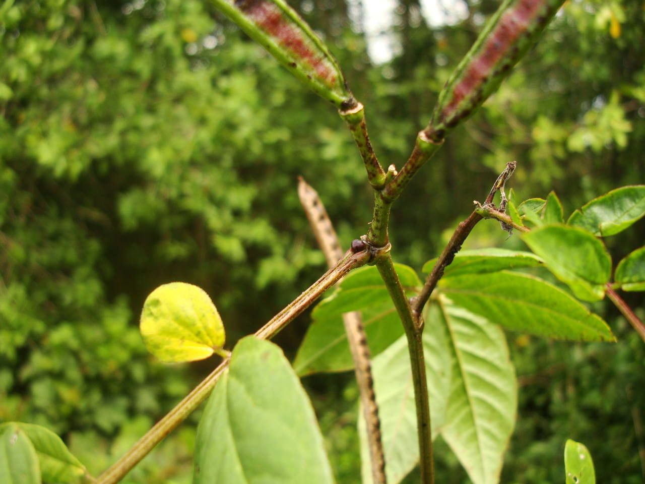 Senna occidentalis fruit