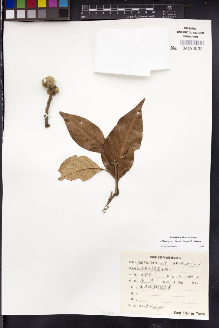 Lithocarpus fenzelianus — search result for 'Lithocarpus'