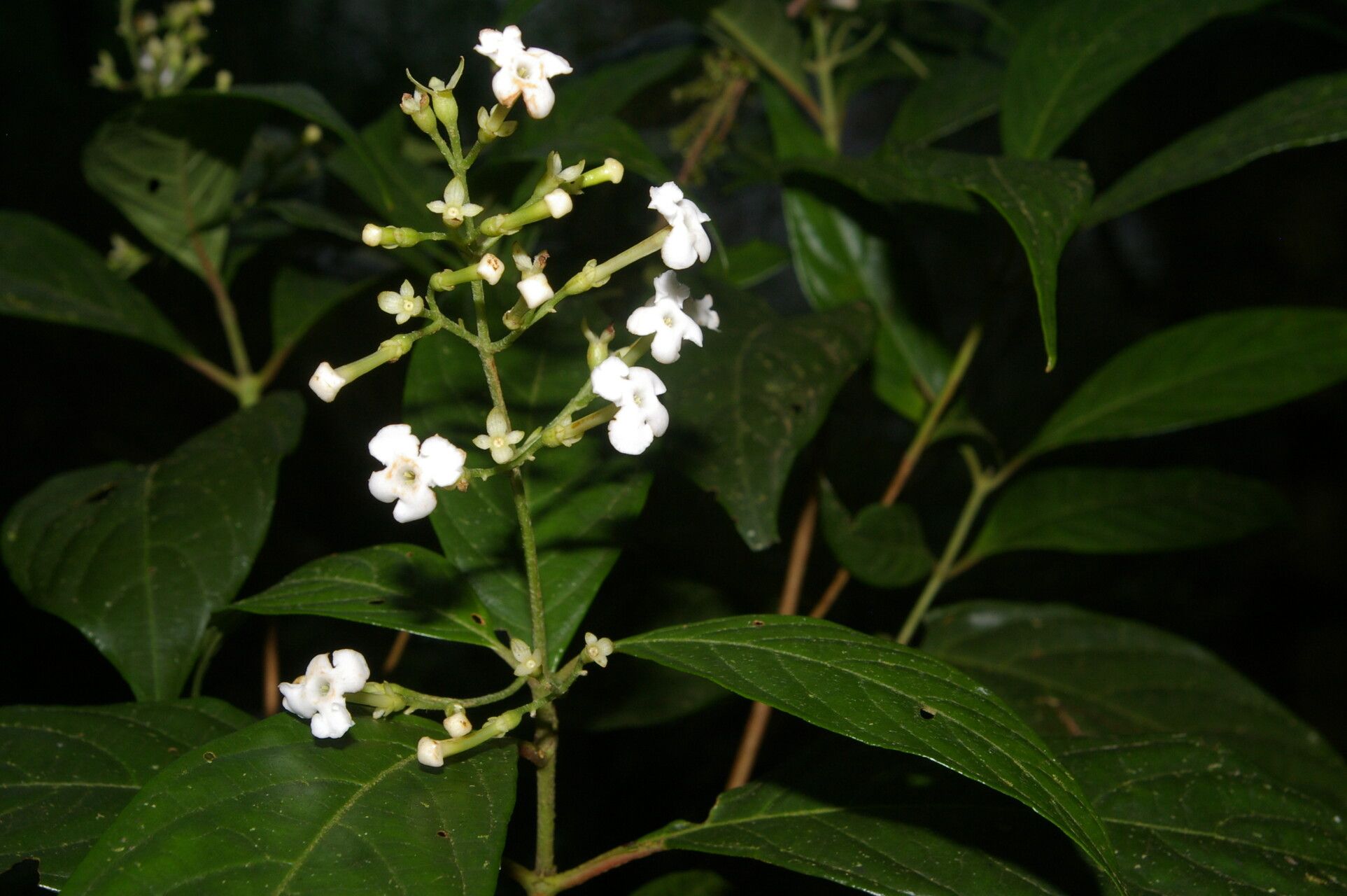 Arachnothryx bertieroides flower