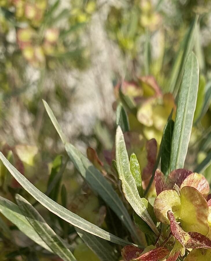 Zygophyllum megacarpum — houseplant care guide