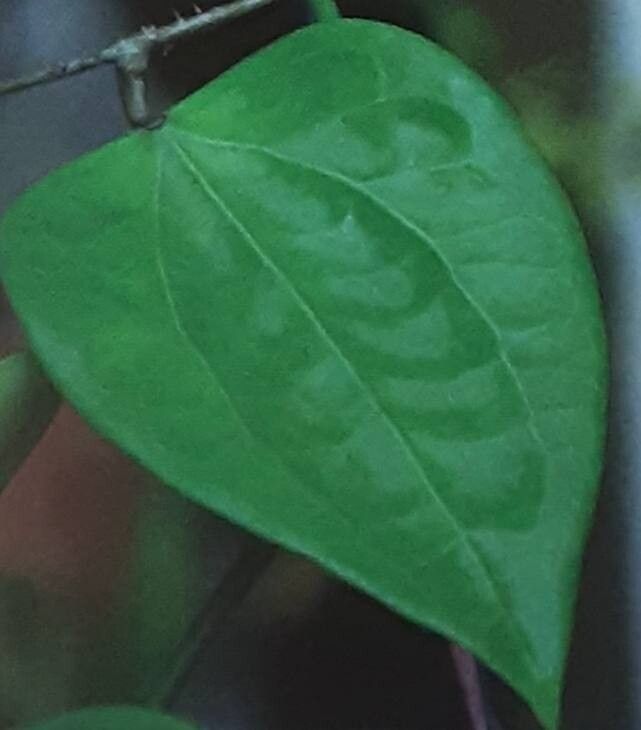 Hoya glabra — search result for 'Hoya'