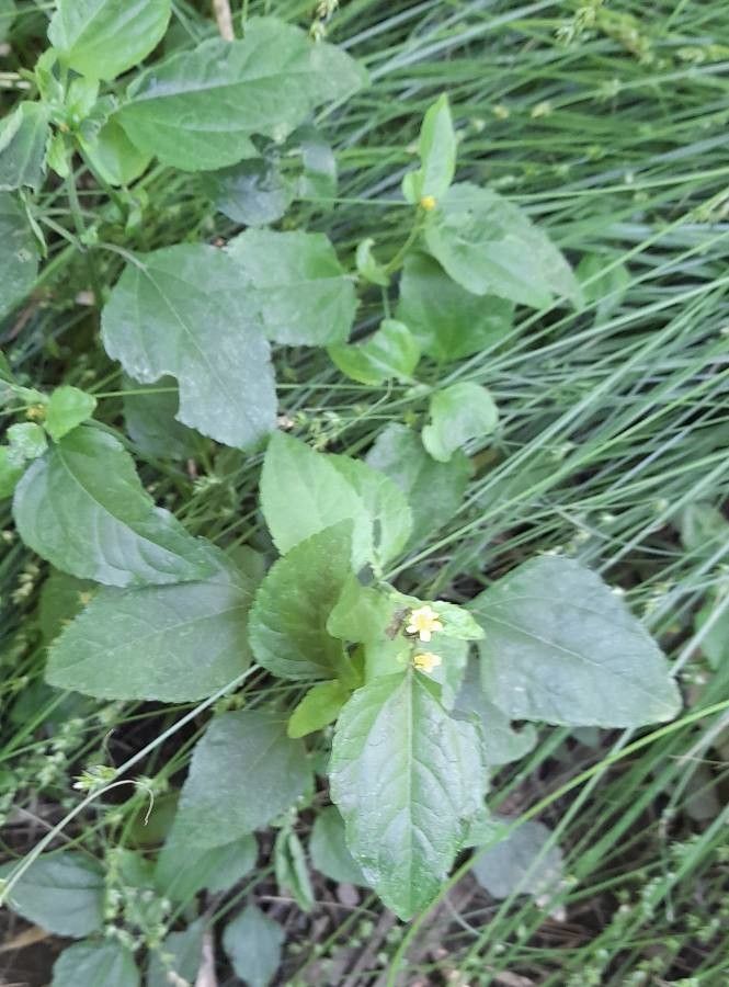 Calyptocarpus brasiliensis habit