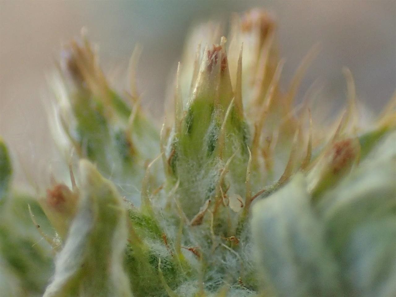 Filago pyramidata fruit