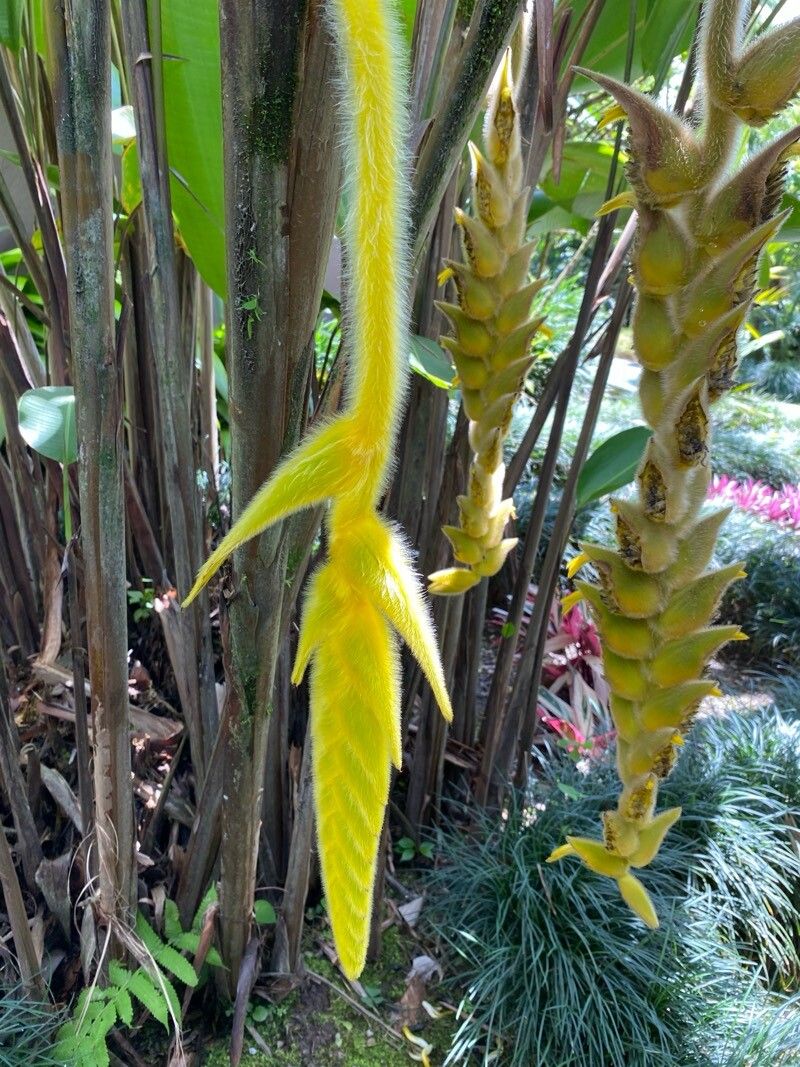 Heliconia xanthovillosa leaf