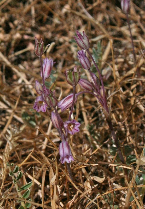 Allium parciflorum flower