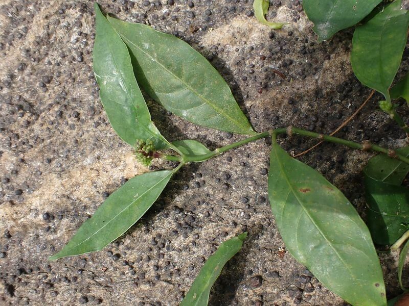 Chassalia kolly — houseplant care guide