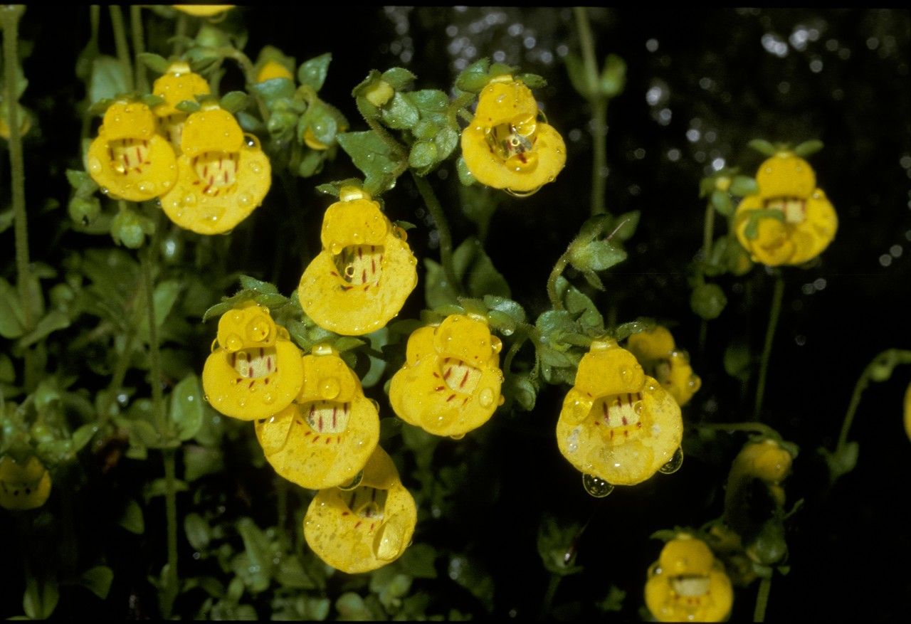 Calceolaria tenella flower