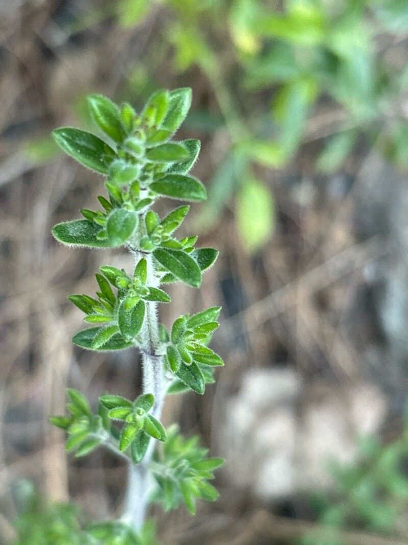 Micromeria canariensis — related species from the same genus