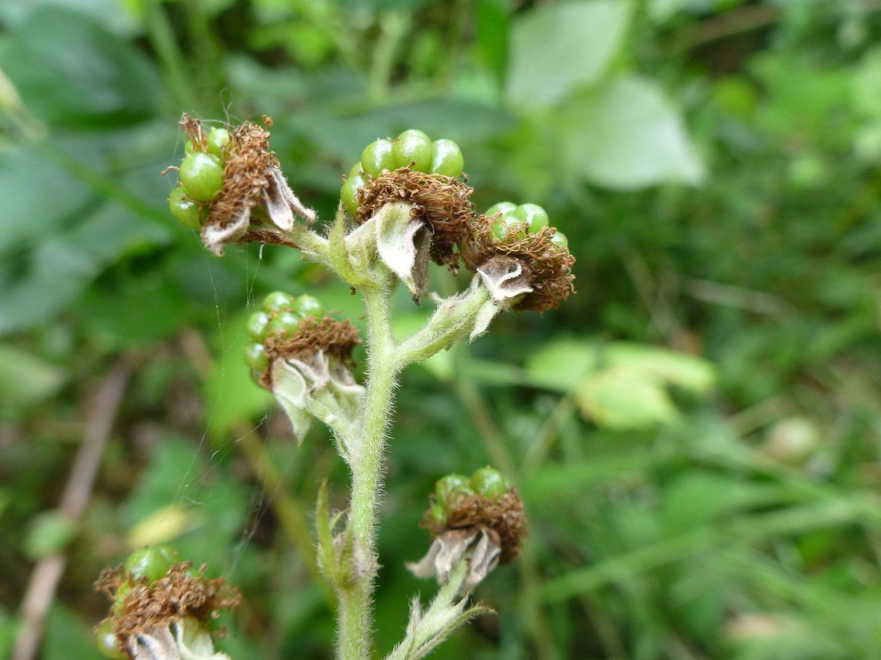 Rubus flaccidus flower