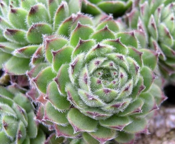 Sempervivum × alatum — search result for 'Sempervivum'