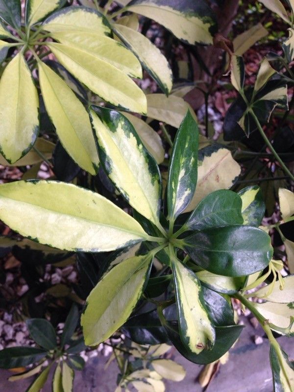 Schefflera spp. leaf