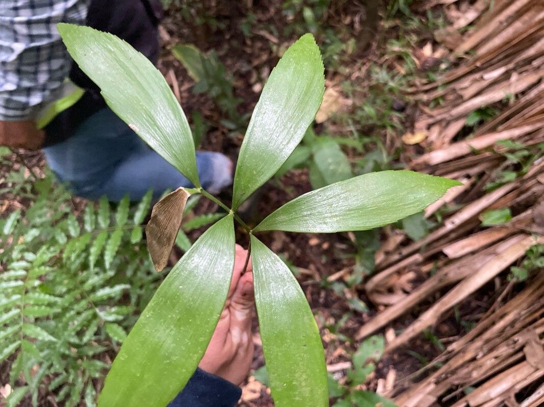 Zamia prasina — houseplant care guide