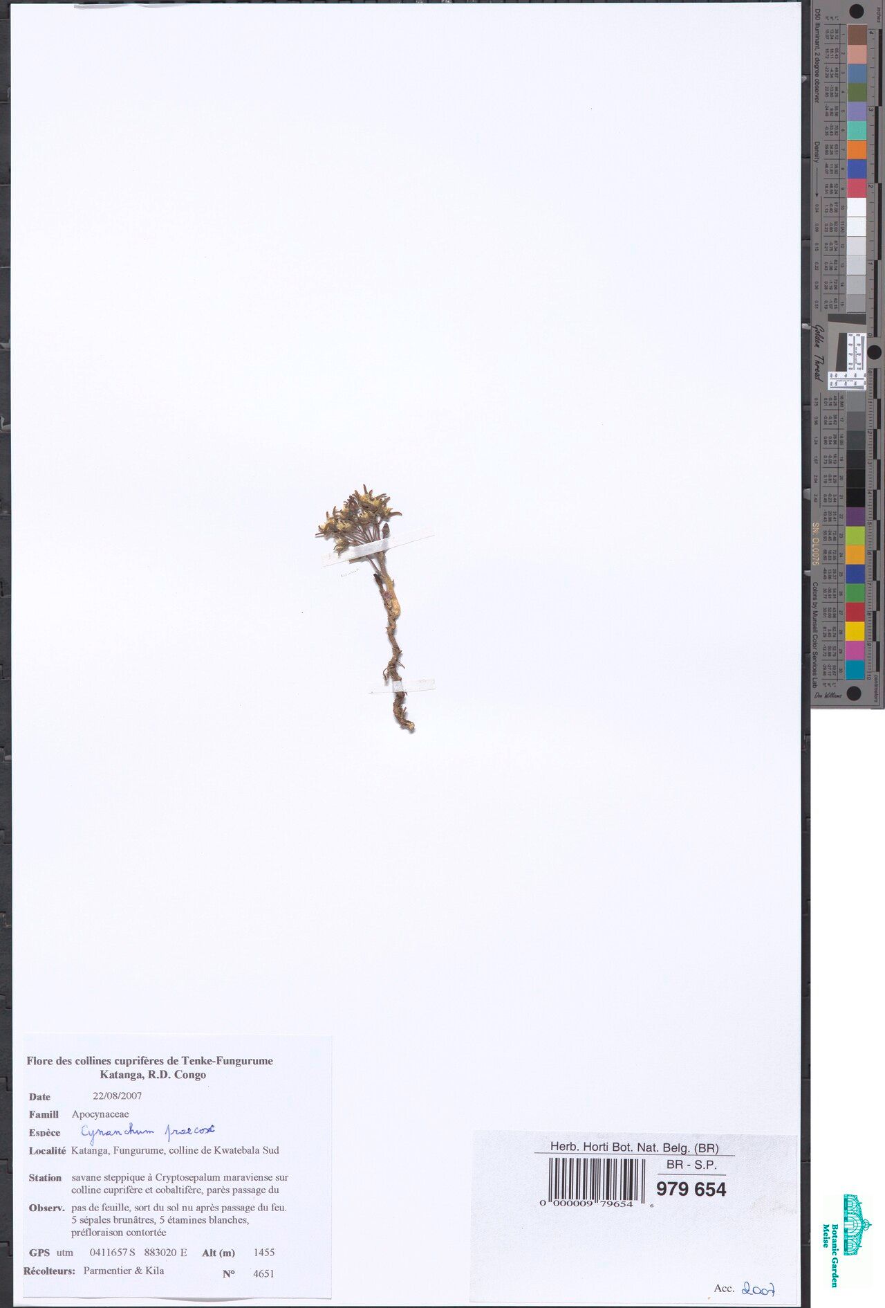 Cynanchum praecox — houseplant care guide