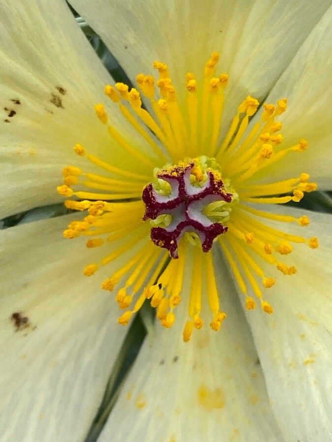Argemone mexicana flower