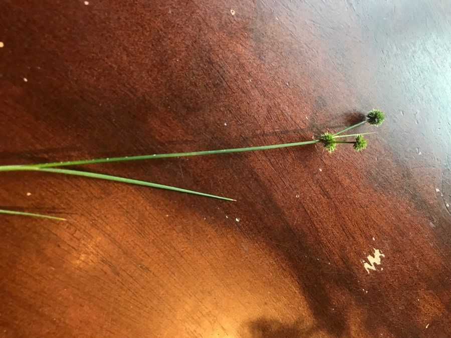 Juncus torreyi fruit