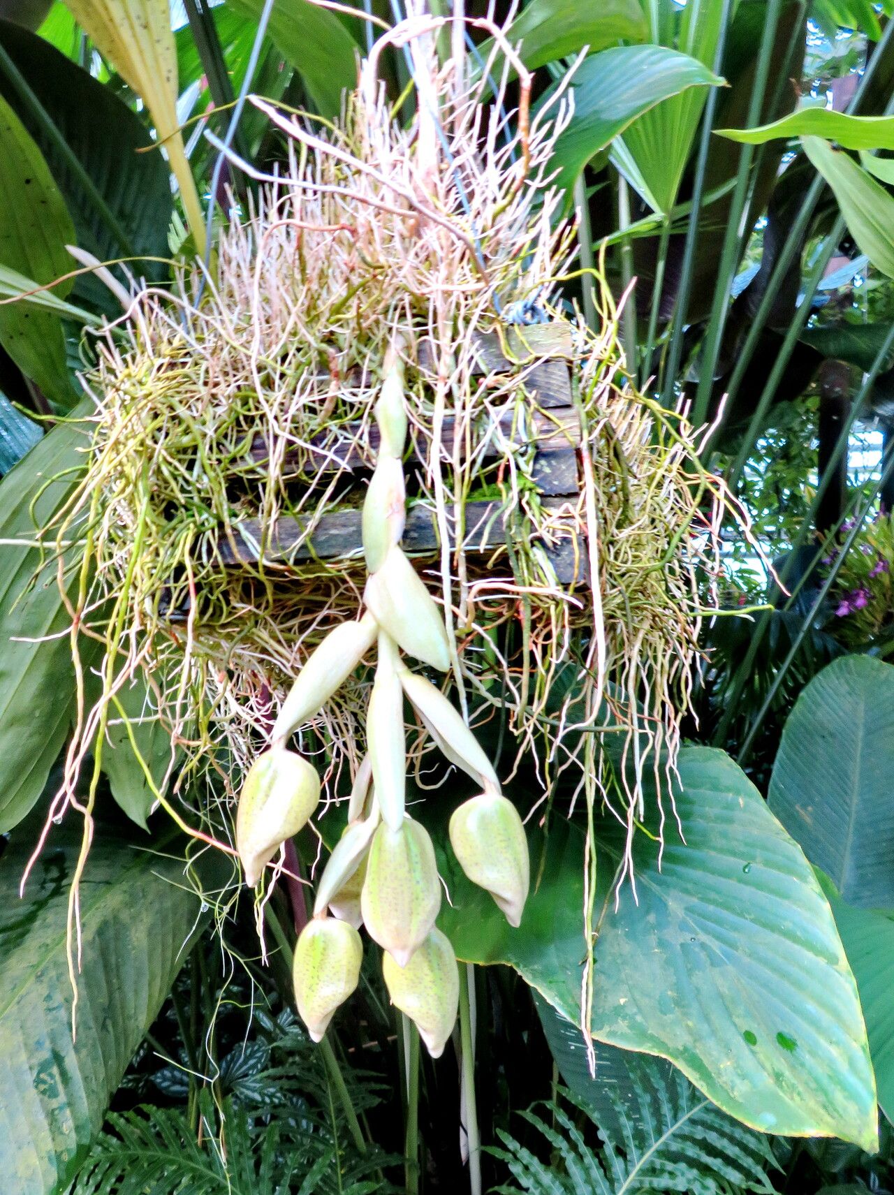 Stanhopea ruckeri — search result for 'Stanhopea'