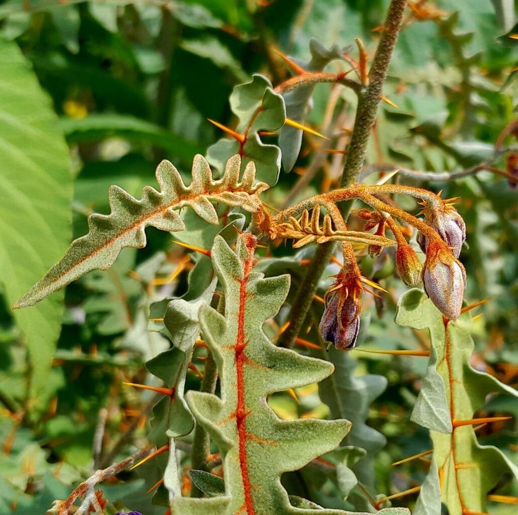 Solanum pyracanthos flower