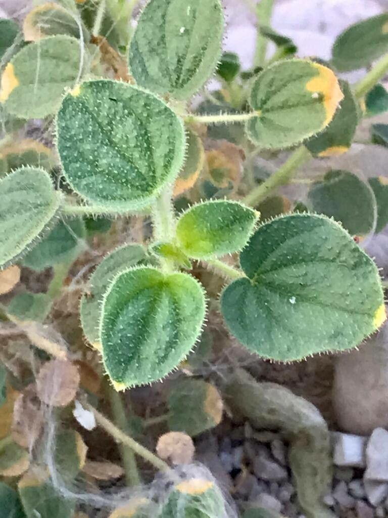 Cleome fimbriata — houseplant care guide