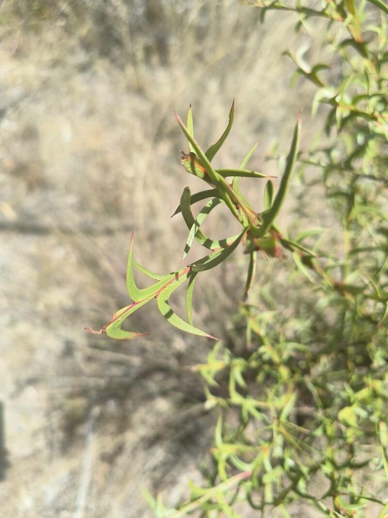 Acacia triptera — houseplant care guide