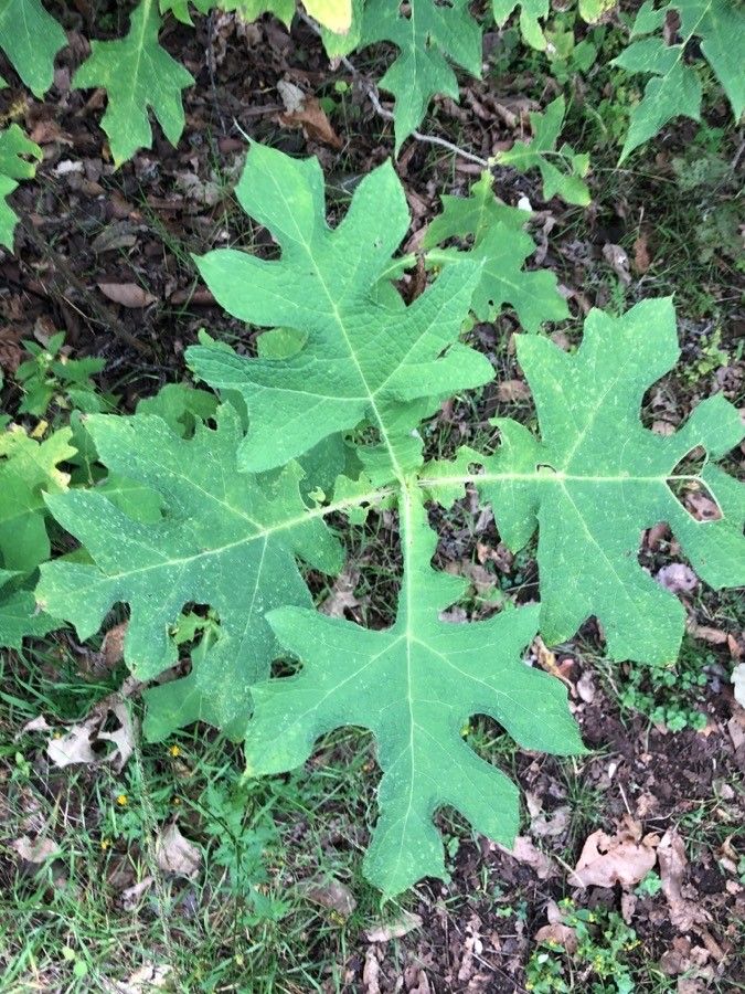 Montanoa hibiscifolia — related species from the same genus