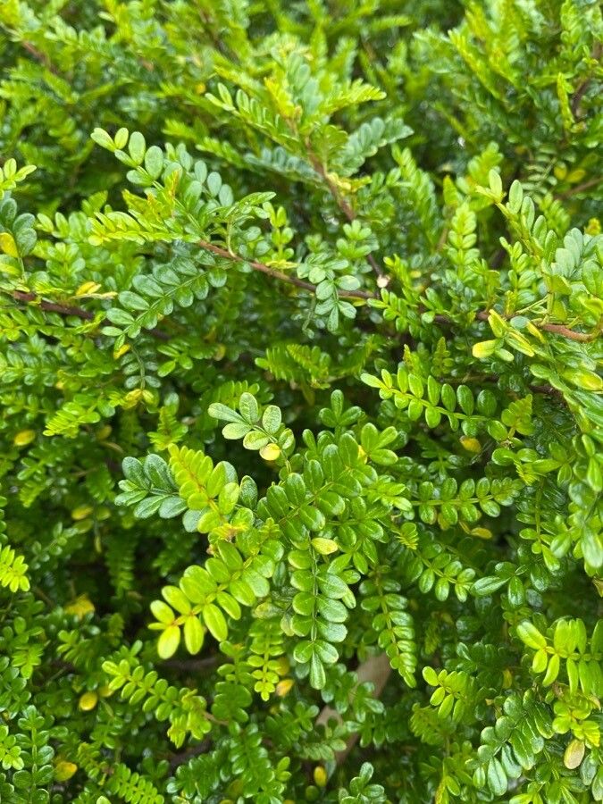 Osteomeles anthyllidifolia leaf