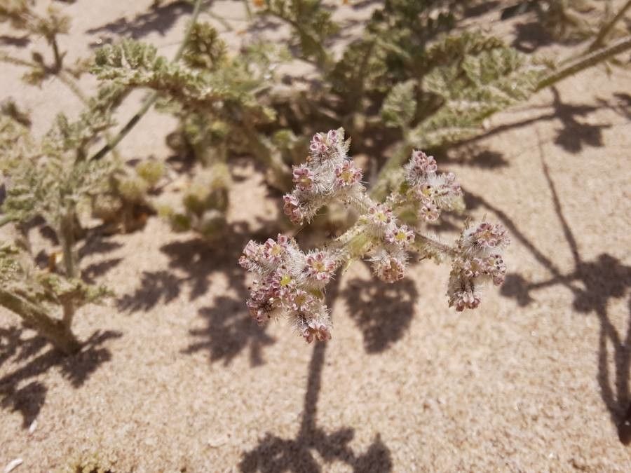 Pseudorlaya pumila flower