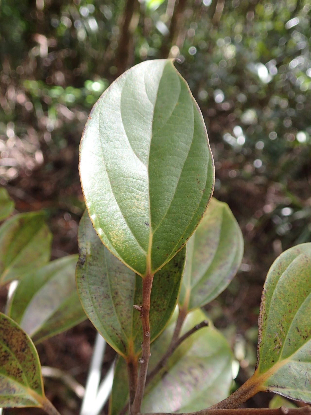 Cryptocarya guillauminii — houseplant care guide