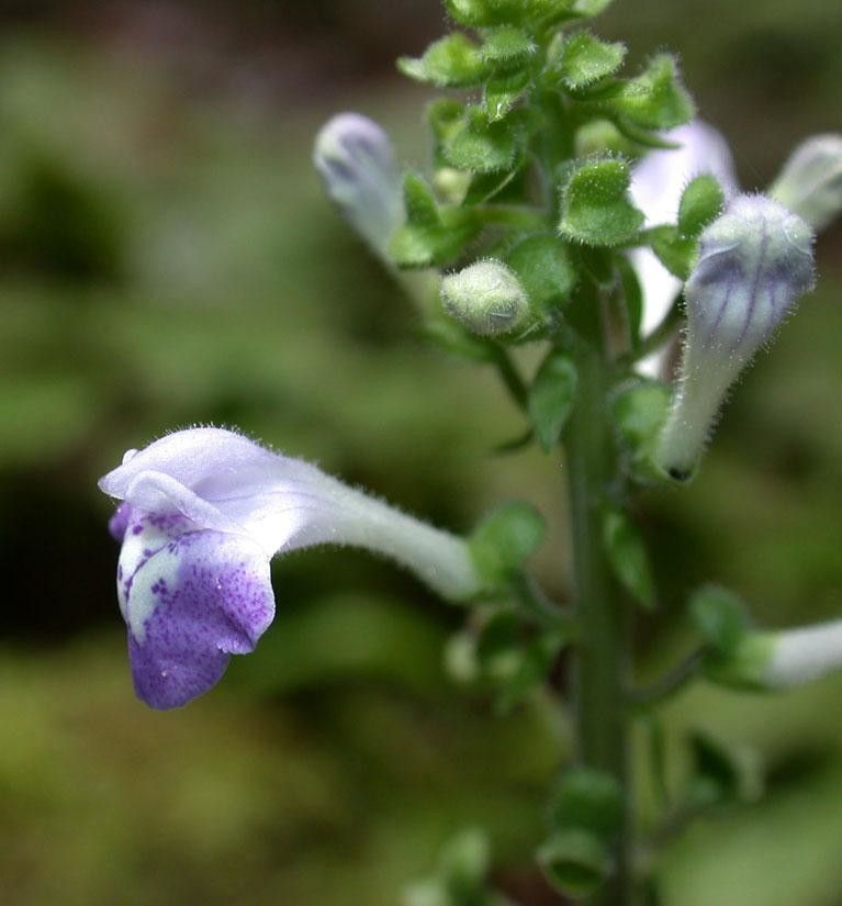 Scutellaria galerita flower