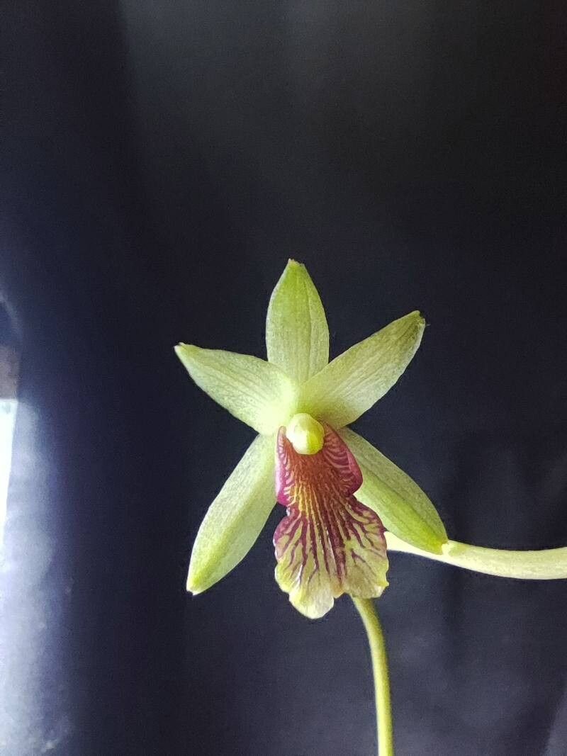 Bletia roezlii — related species from the same genus