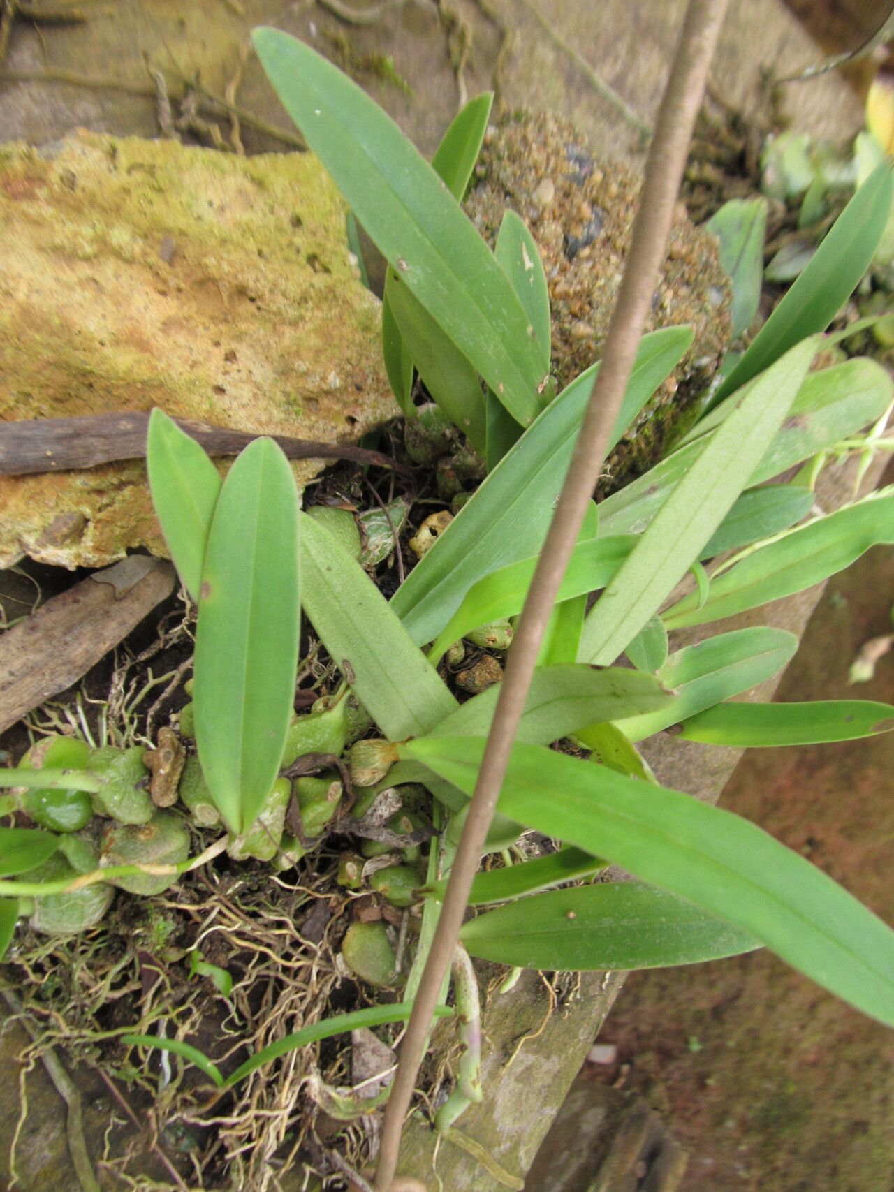 Bulbophyllum schimperianum — houseplant care guide