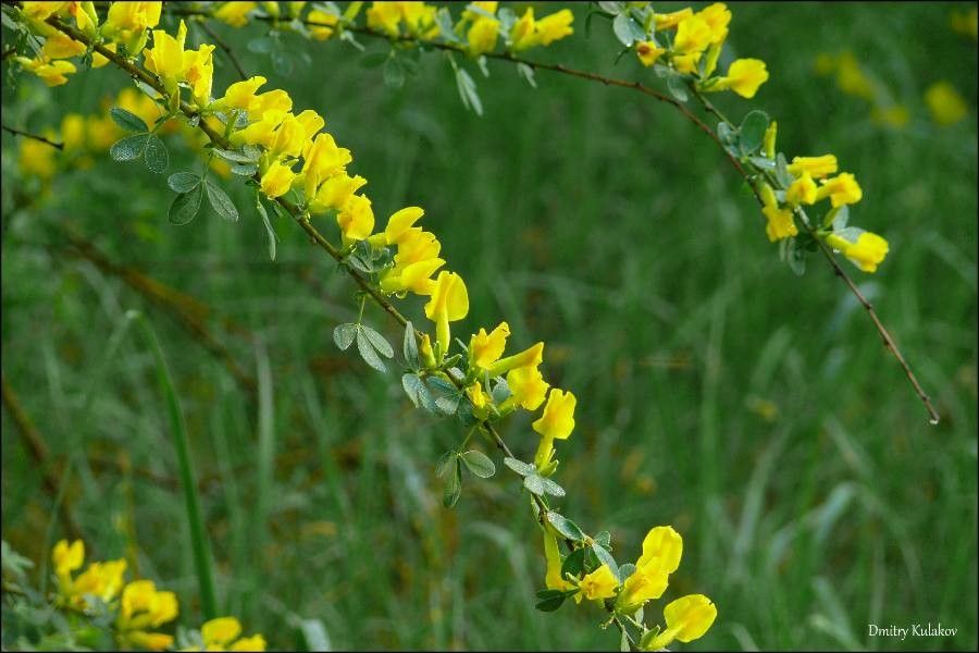 Chamaecytisus ruthenicus — houseplant care guide