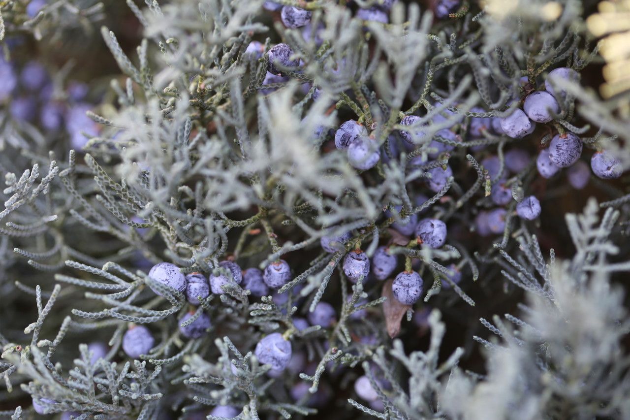 Juniperus monosperma fruit