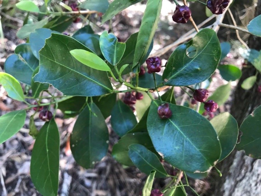 Acronychia laevis — search result for 'Citrus'