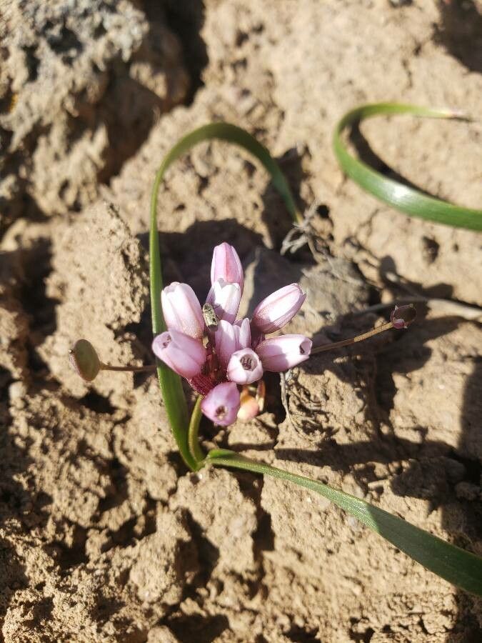 Allium robinsonii flower