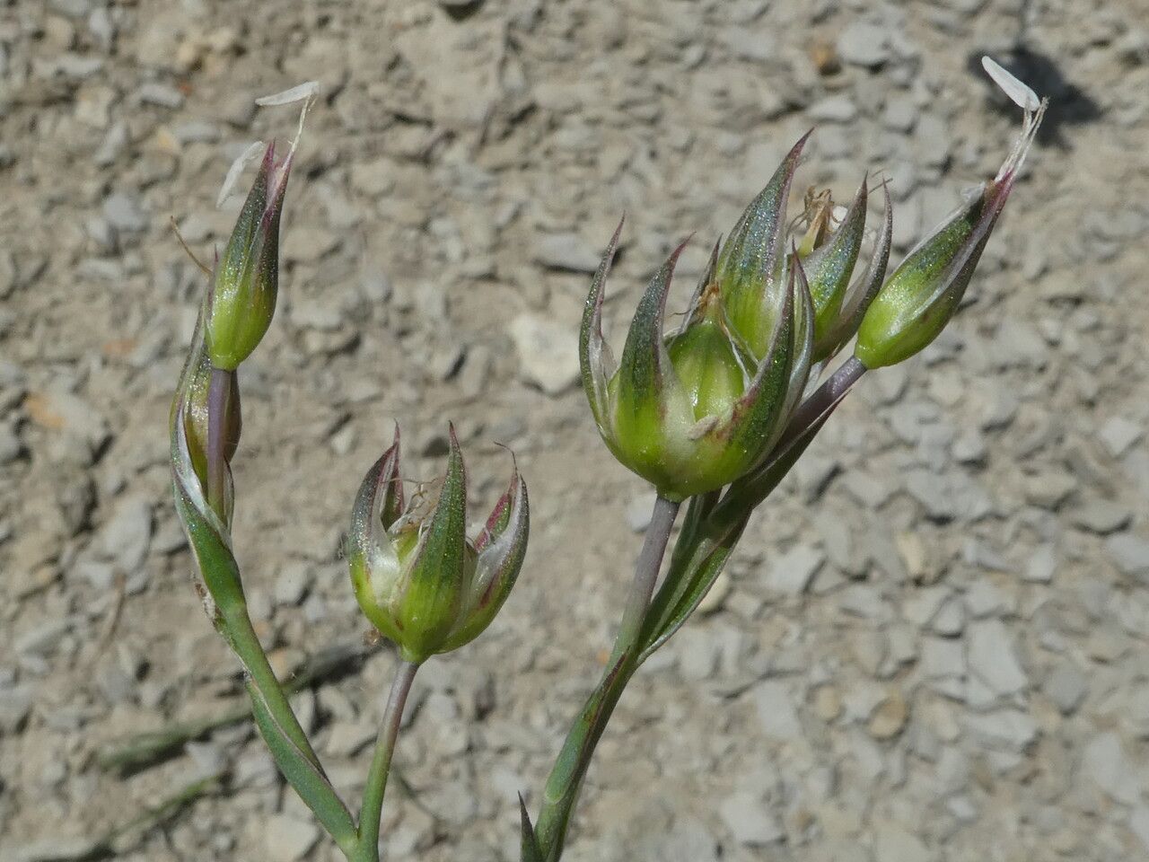 Linum narbonense fruit