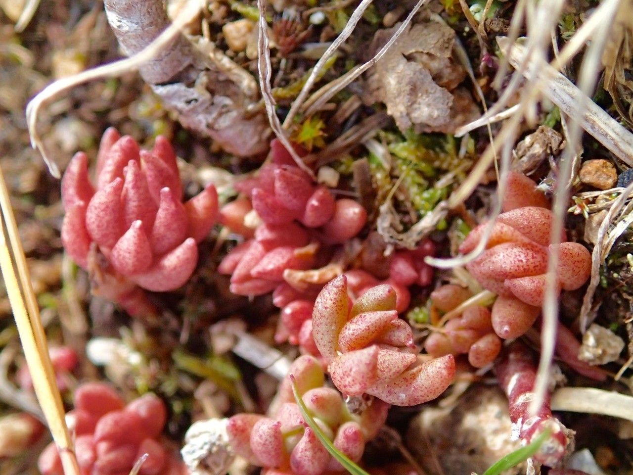 Sedum stenopetalum fruit