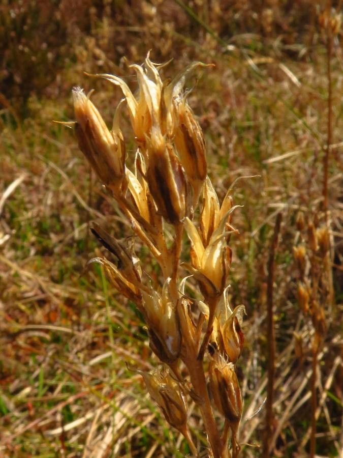 Gentiana pneumonanthe fruit
