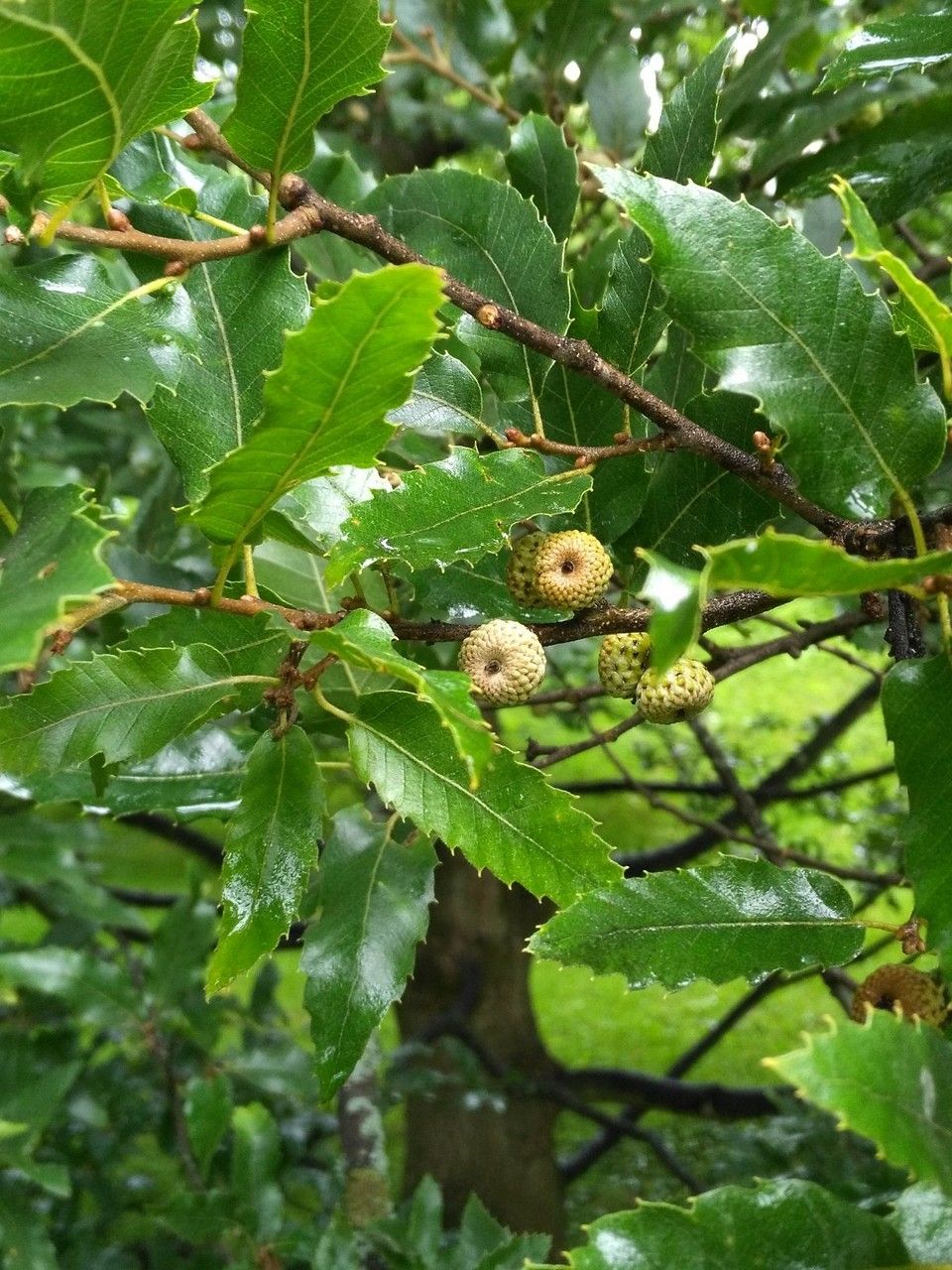 Quercus libani fruit
