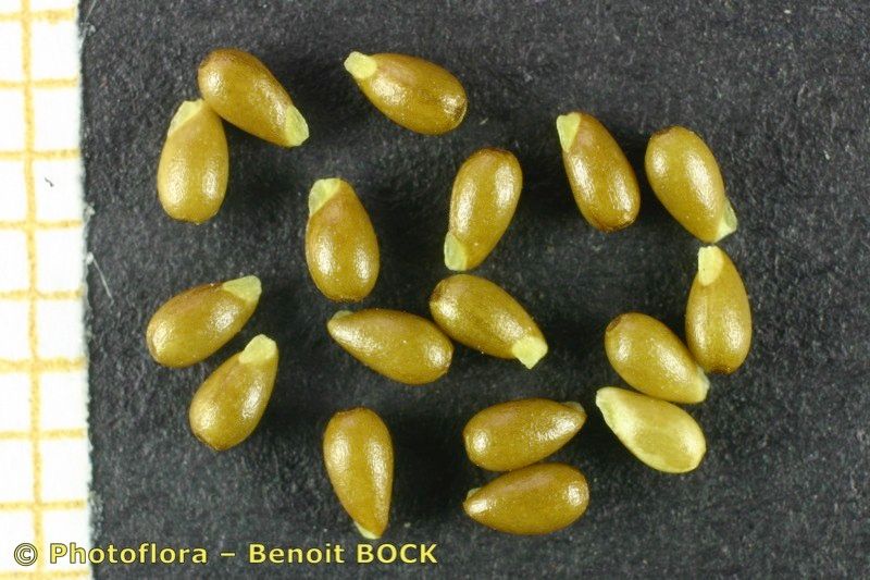Viola lutea fruit