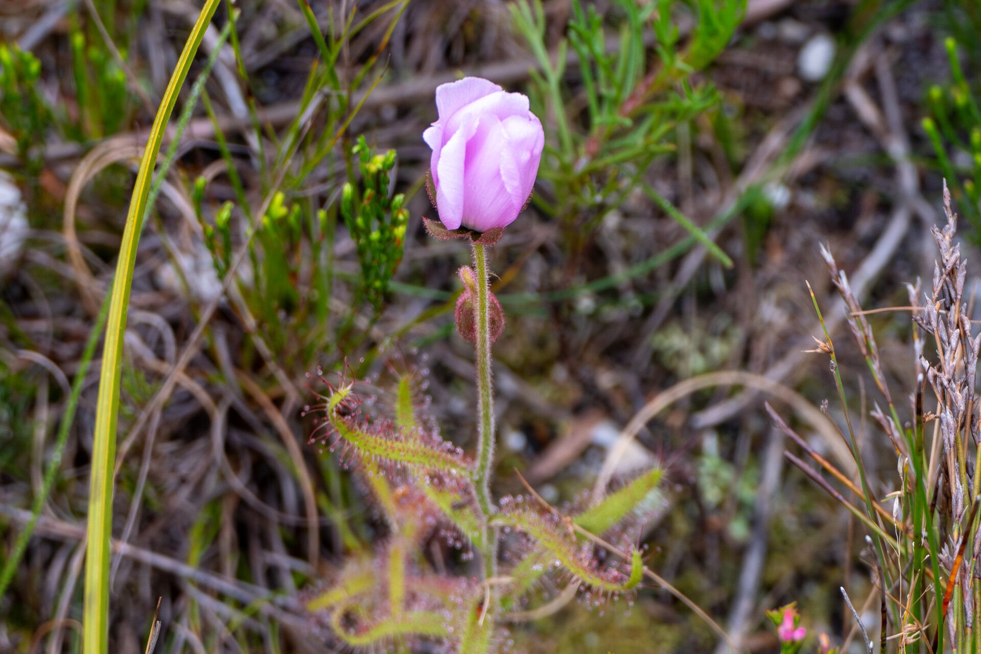 Drosera cistiflora — search result for 'Drosera'