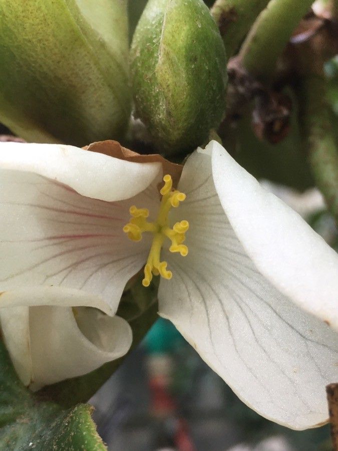 Begonia ampla flower