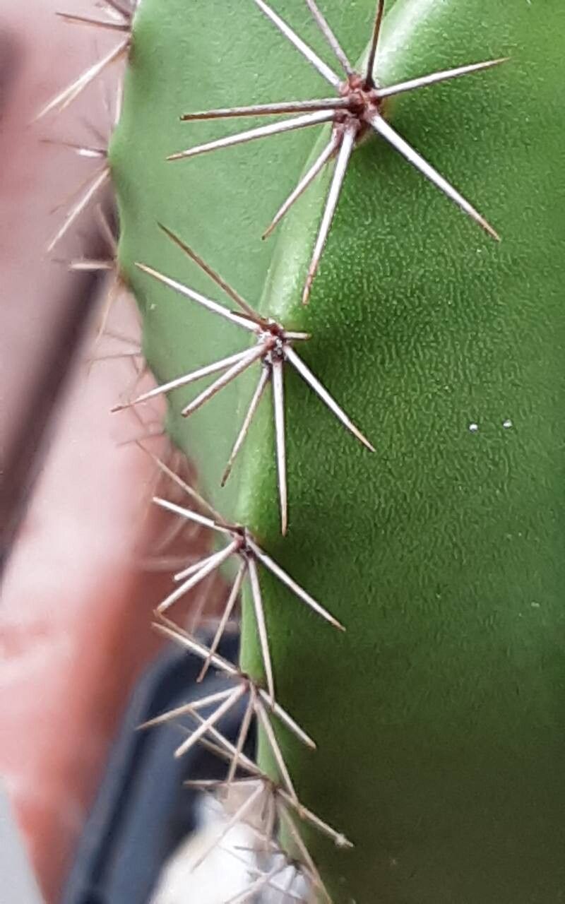 Myrtillocactus schenckii leaf