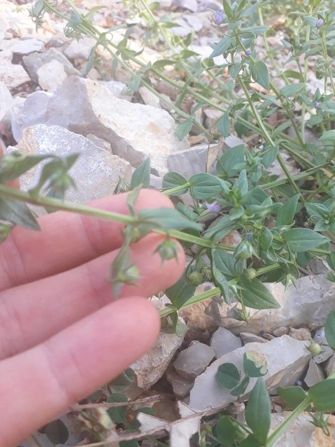 Lysimachia arvensis fruit
