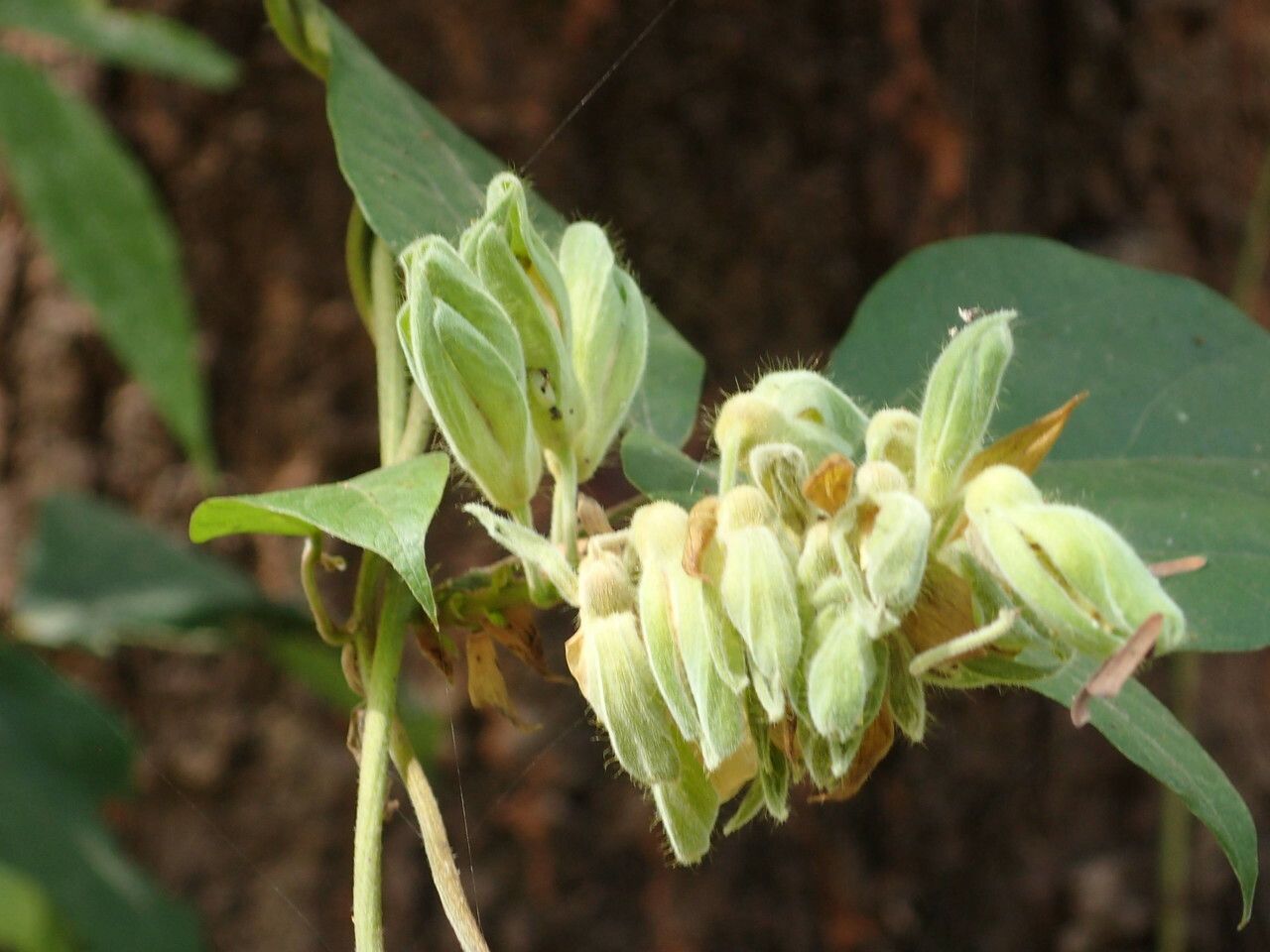 Rhynchosia albae-pauli flower