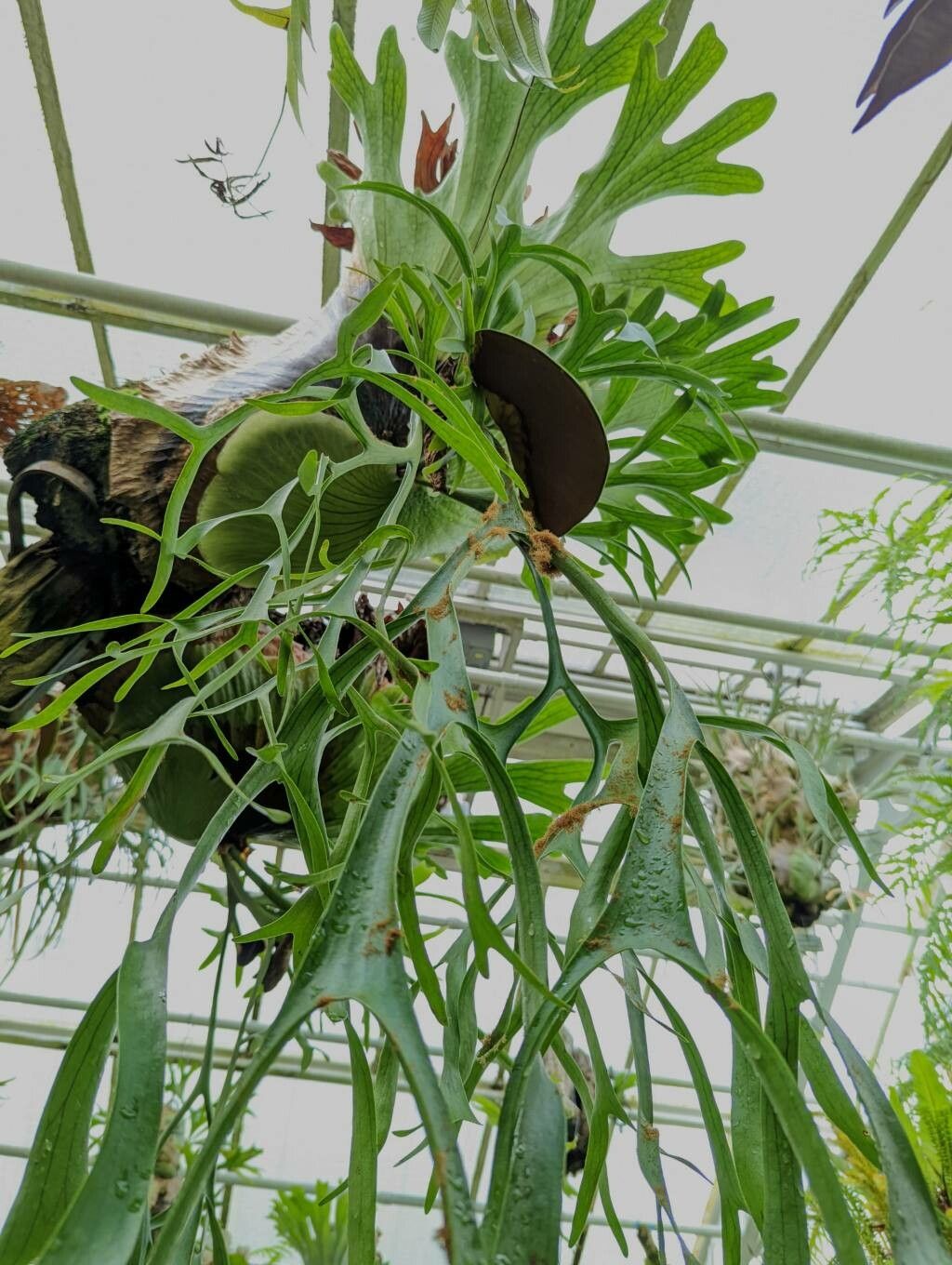 Platycerium coronarium