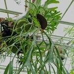 Platycerium coronarium